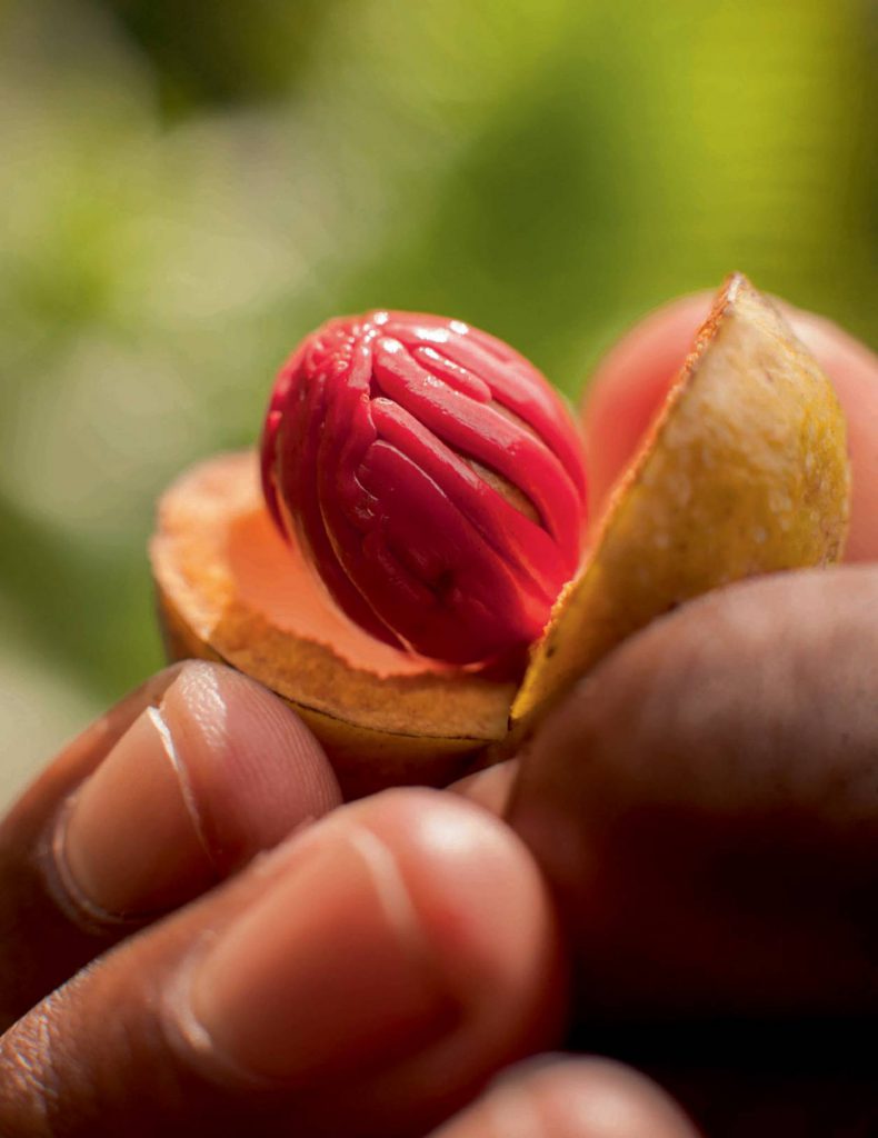 How Natura Became the World's Largest B Corp—and How It's Helping