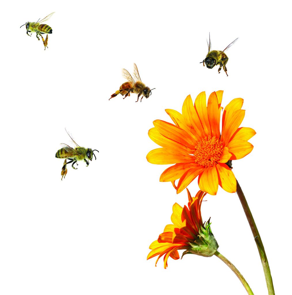 The Life Cycle of an Industry Coalition