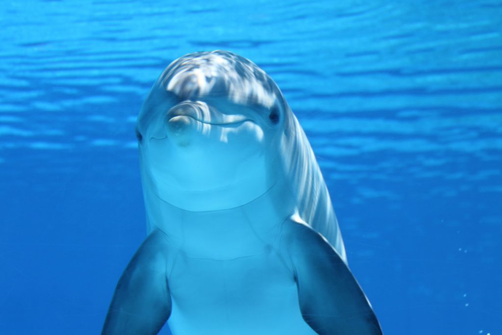 Forget Shark Tank; Be A Dolphin Entrepreneur Instead