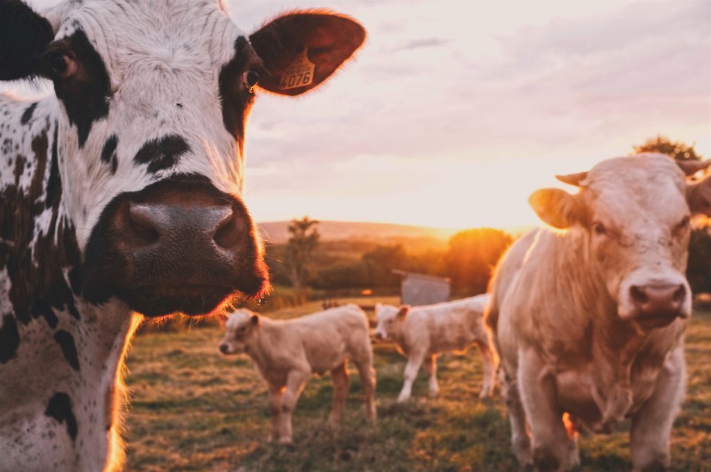 How Startups and Nonprofits Are Collaborating to Build the “Clean Meat” Industry