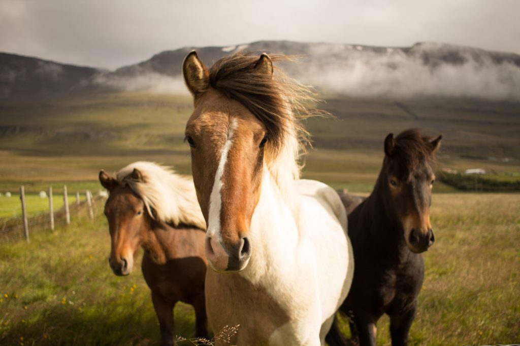 Back to Grazing: What Horses Can Teach Us About Leadership
