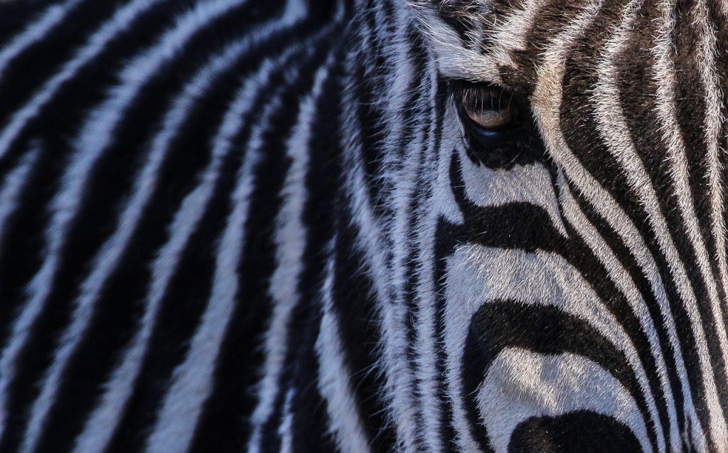 Dare To Be a Zebra In a Unicorn's World: The Importance of Responsible Tech