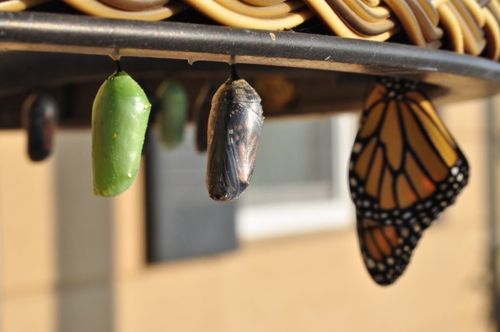 Accelerating Transformation: The Rise of Conscious Change Leadership