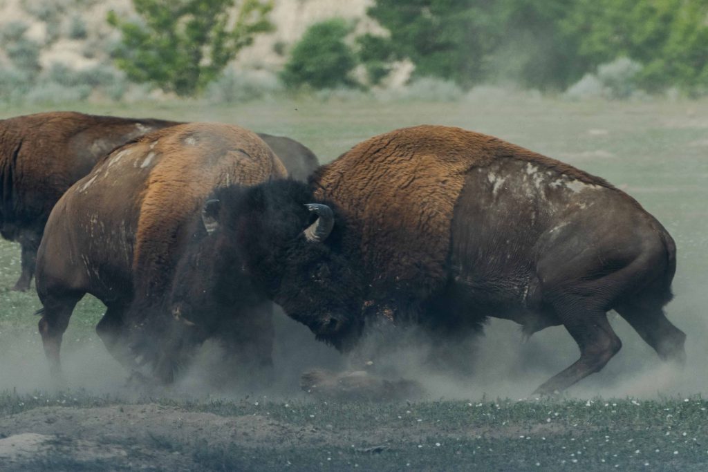 4 Tips For Avoiding Workplace Conflict as a Business Leader