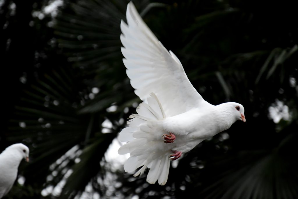 Change in a Bottle: SodaStream’s “Economic Peace” Is a Model of Impact