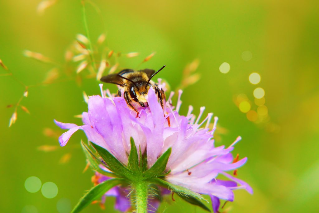 Pollinator Wellbeing: The Key to Thriving Natural Ecosystems