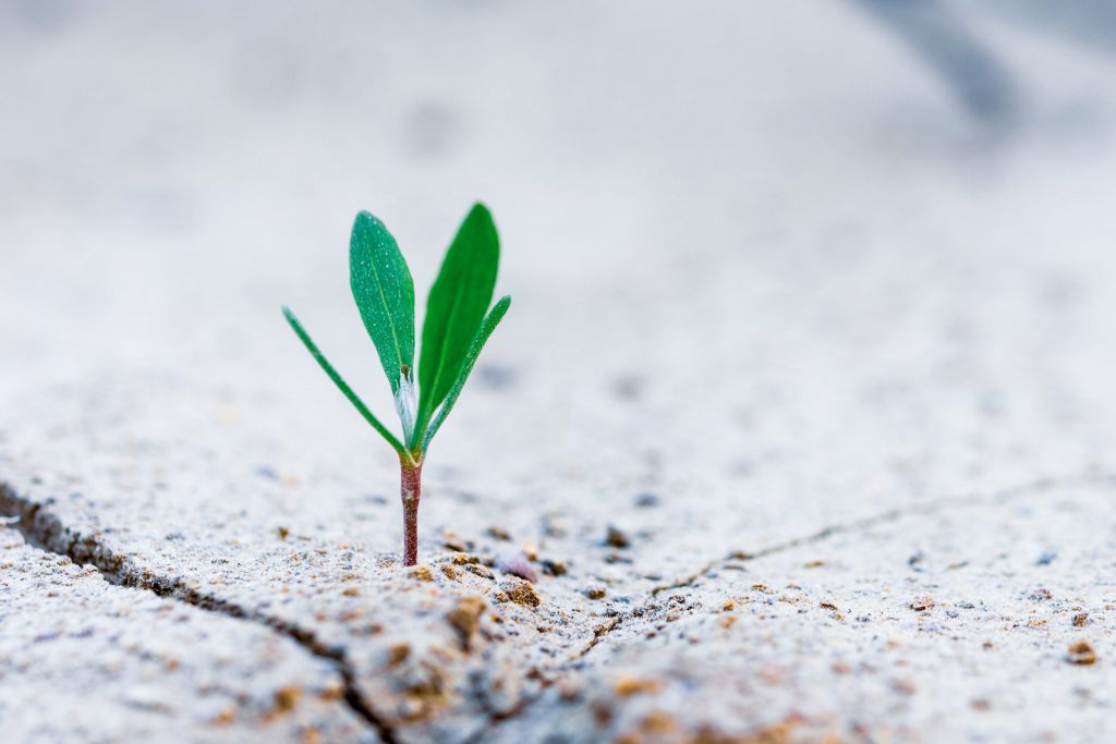 Sustainability After The Pandemic: How COVID-19 Has Taught Us Lasting Lessons About Climate Change