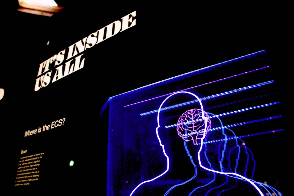 5 Lessons of Brain Science to Help Us Build a Brave New Normal