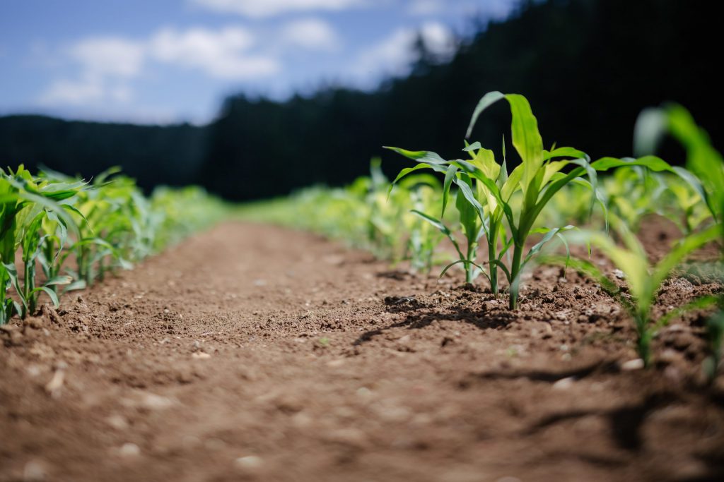 How Investors and Businesses Can Tackle Food Waste and Take Climate Action: A Report from ReFED